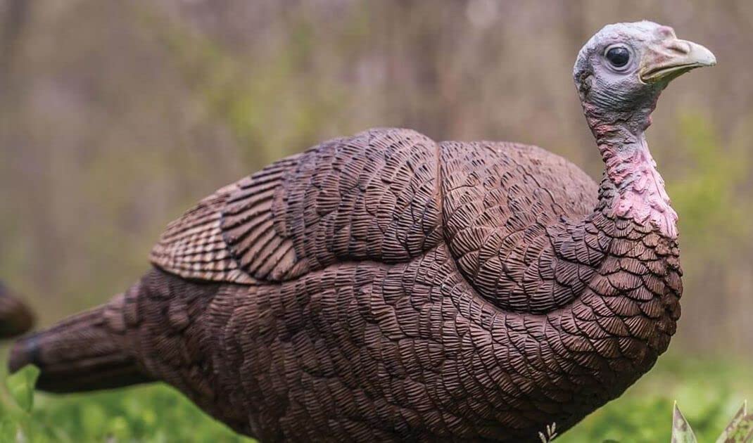 Primos Hunting Lil Gobstopper Hen and Jake Combo Decoy Light-Weight, Collapsible Hunting Decoy 69075