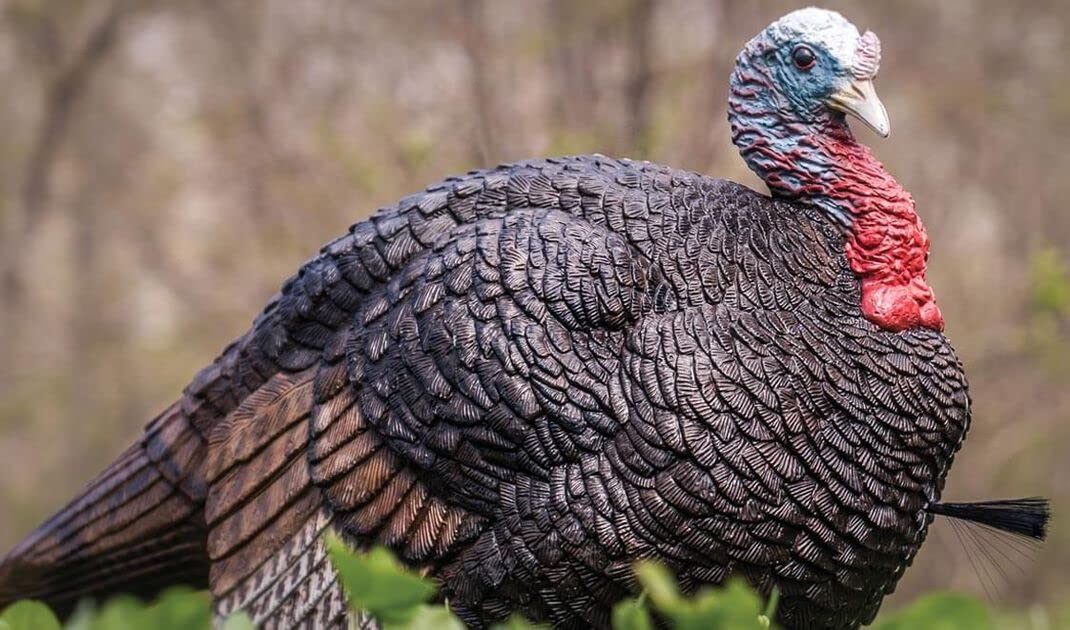 Primos Hunting Lil Gobstopper Hen and Jake Combo Decoy Light-Weight, Collapsible Hunting Decoy 69075